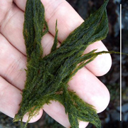 What Algae Is This? - Flashcard