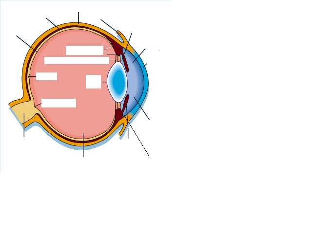 Anatomy and Histology of the Eye Flashcards - Flashcards