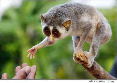 Primate Taxonomy - Quiz