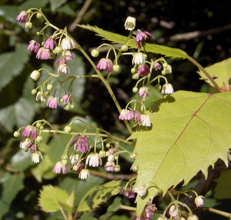 Wineberry - Flashcard