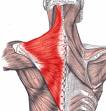 Muscles and Actions - Flashcards