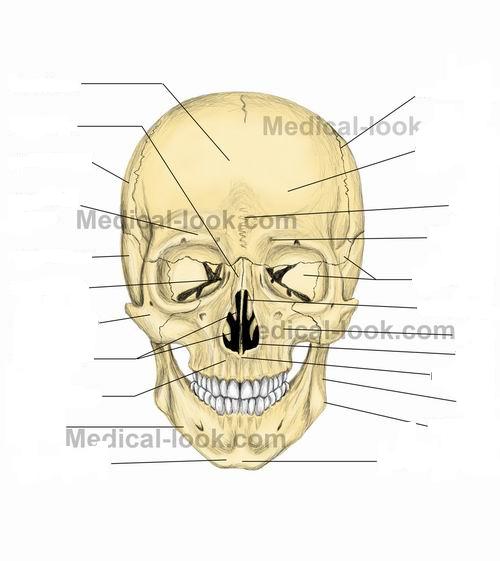 Face Anatomy - Flashcards