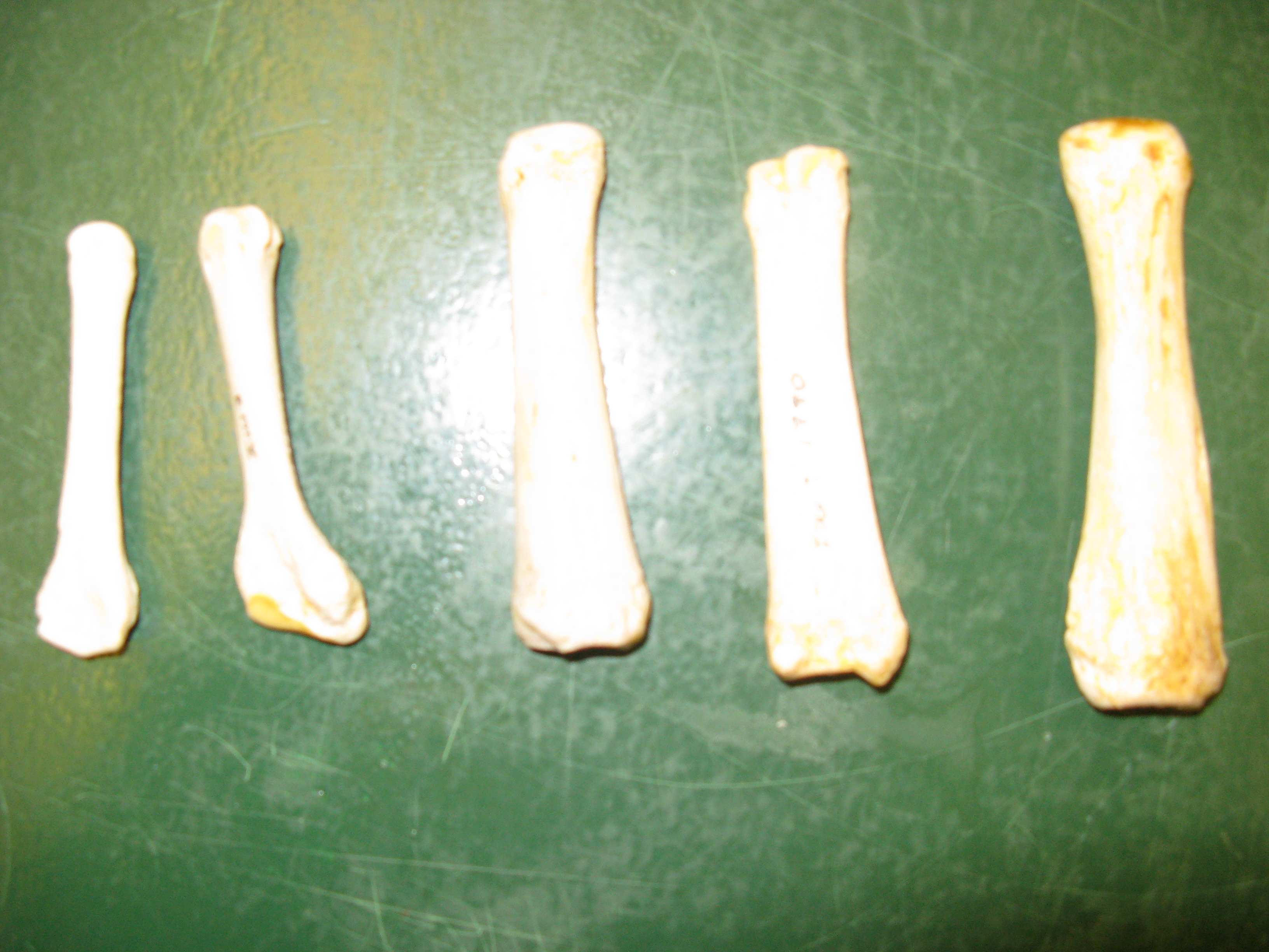 What Are These? - Flashcard