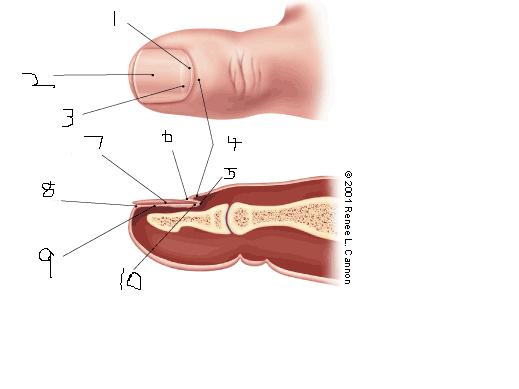 Label The Diagram - Flashcard