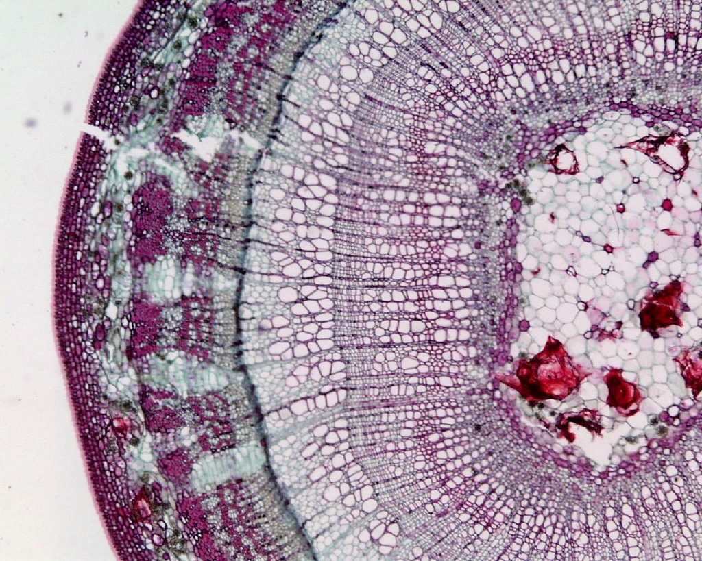 Plant Form And Function - Quiz