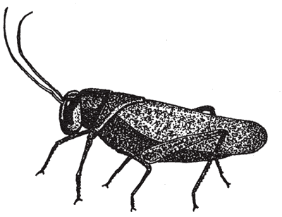 Vocab  the Cricket - Flashcards