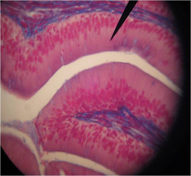 What Is The Name Of This Tissue Slide? - Flashcard