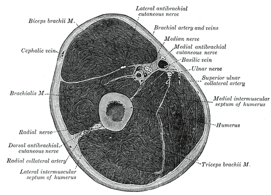 Anatomy & Physiology Basics - Quiz