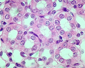 Simple Cuboidal Epithelium - Flashcard