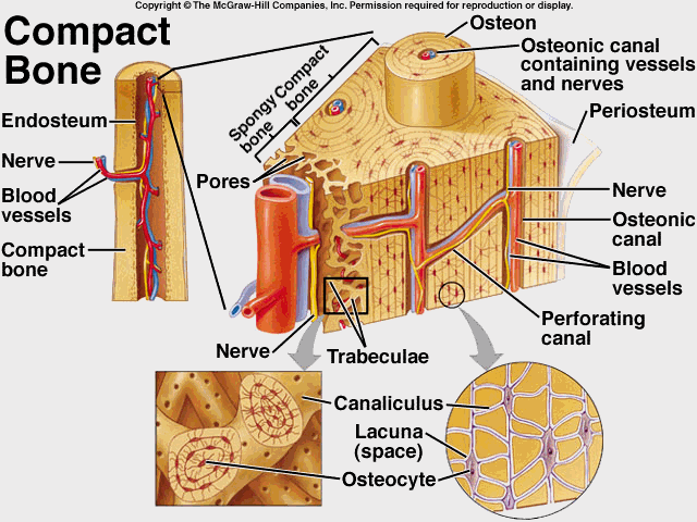 What Do You Know About Bone Physiology , Formation , Remodeling Flashcards - Flashcards