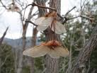 The Seed Of A Maple Tree - Flashcard