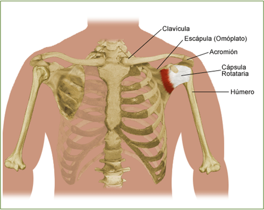 Que Parte Del Cuerpo Es? - Flashcard