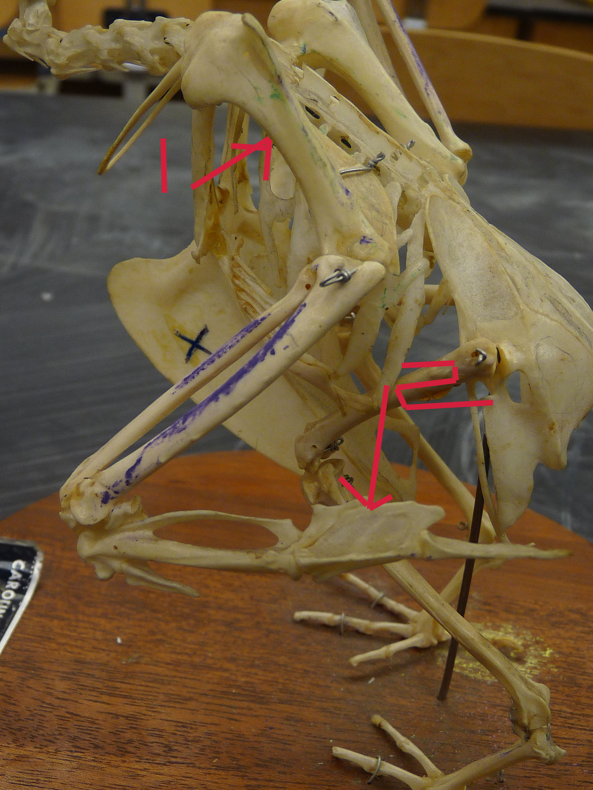 Chicken Bones Flashcards by ProProfs