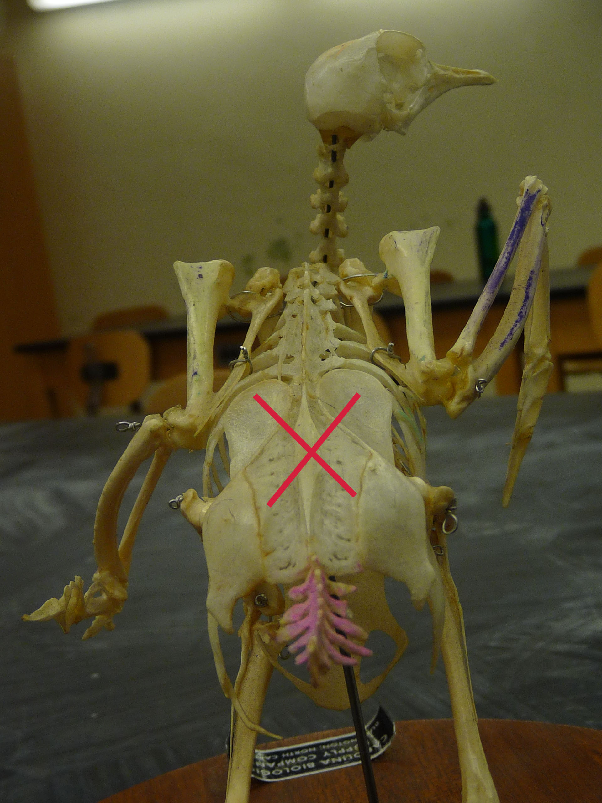 Chicken Bones Flashcards by ProProfs