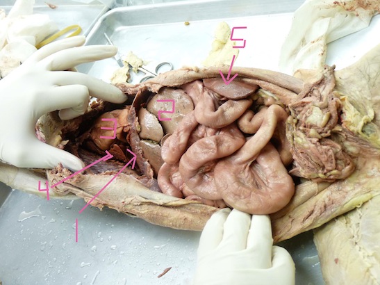 Internal Organs Of Cat Flashcards - Flashcards