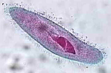 Hair-like Structures On Outside Of Cell That ... - Flashcard