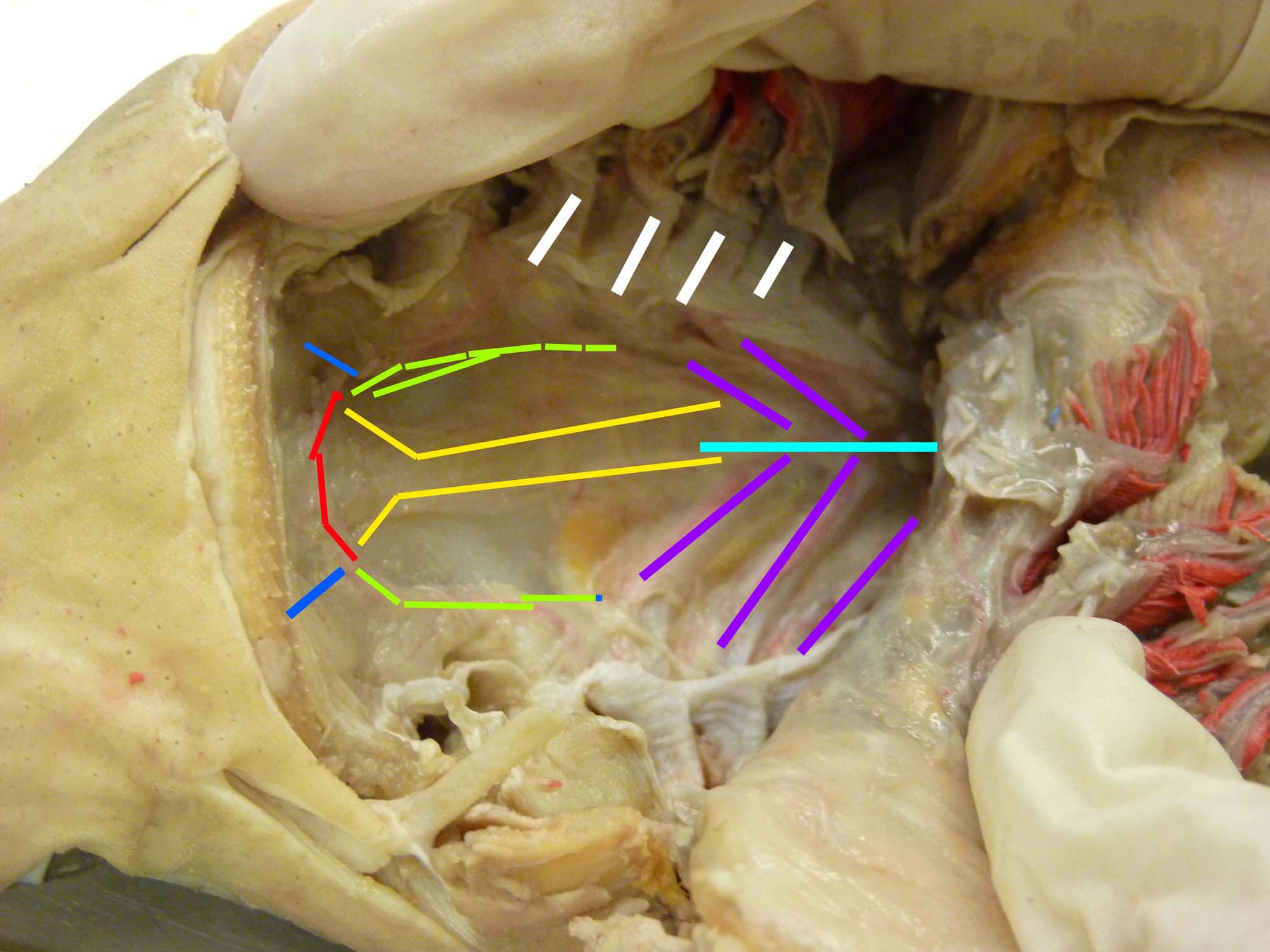 Shark Circulatory System - Flashcards