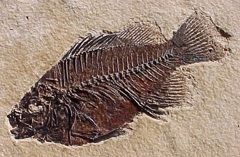 Fossil - Flashcard