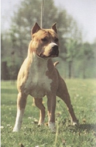 Etnografie Honden pt.2 - Flashcards