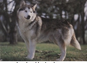 

Welke Hond Is Dit?




 - Flashcard