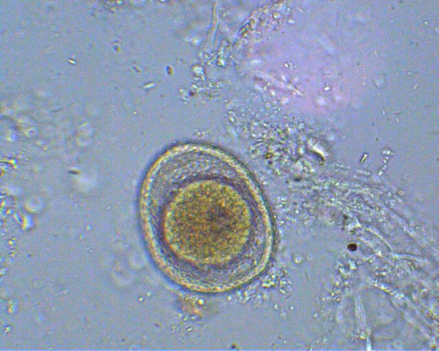 Animal Diseases Sm. Animal Parasite Eggs/Oocysts - Flashcards