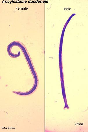 What Is This? - Flashcard
