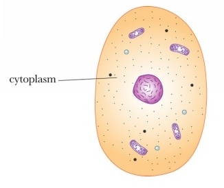 Blood Cell Organelles - Flashcards