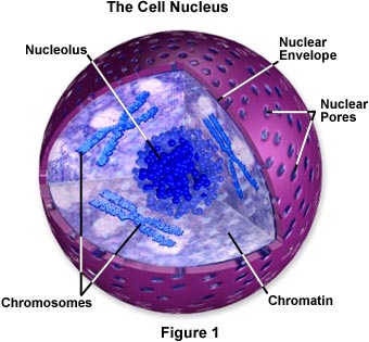 Nucleus - Flashcard