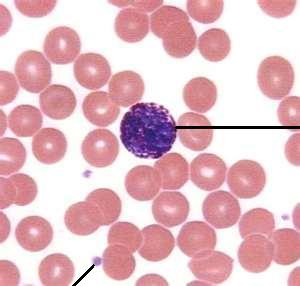 Types of White Blood Cells in Histology - Flashcards