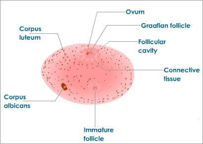 In Angiosperms, The Swollen Base Of The Pisti... - Flashcard