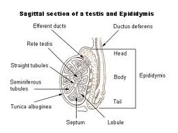 What Is The Testis? - Flashcard