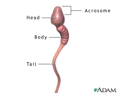 What Are The Male Reproductive Cells? - Flashcard