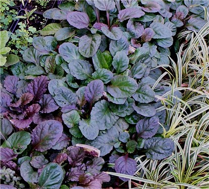 Vines & Ground Covers - Flashcards