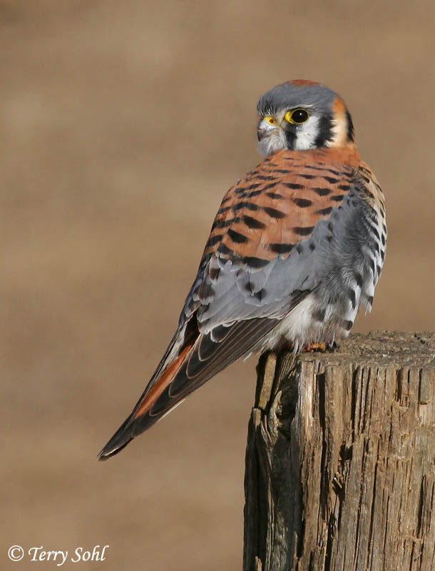 What Order Includes Narrow-winged Birds Of Pr... - Flashcard