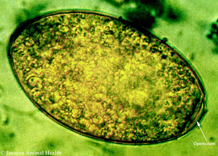 Bel-Rea Parasitology Flashcards - Flashcards