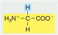 Amino Acid Side Chains Flashcards - Flashcards