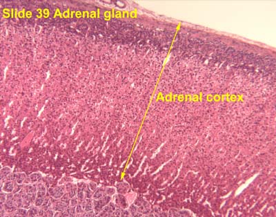 Where Is This?  Capsule, Zona Glomerulos... - Flashcard