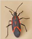 Black With Red Markings; Long Beak - Flashcard