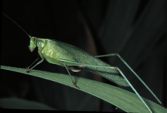 Green, Long Antennae; Jumping Hind Legs; Vari... - Flashcard