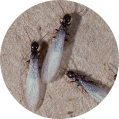 Entomology ID Set 10 - Flashcards