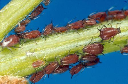 Nursery Insects - Flashcards