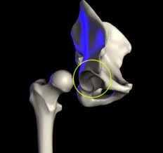 The Hip Socket  - Flashcard