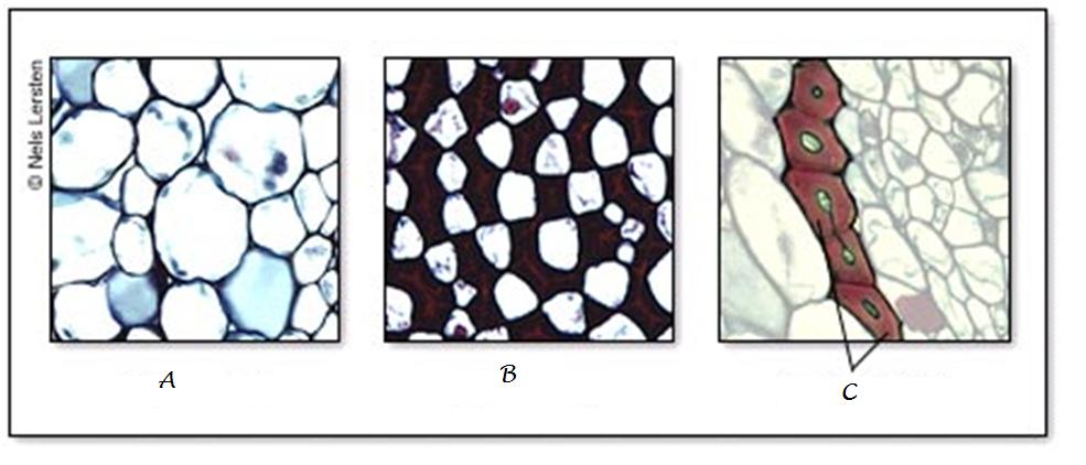 Can You Identify These Plants Flashcards - Flashcards