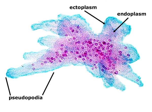 Biology Practical Flashcards - Flashcards