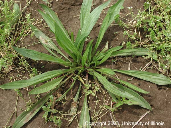 Long, Narrow, Hairy Leaves; Flowers Are Tight... - Flashcard