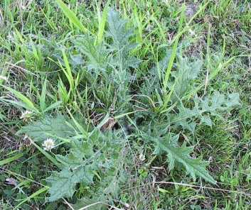 Long, Sharp Spines on The Leaves At The ... - Flashcard