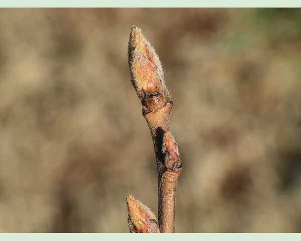 Fuzzy, Pointy Bud - Flashcard