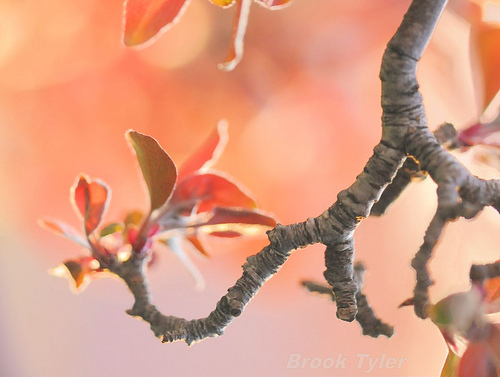 Wrinkly Buds, Peely-looking Bark; Spur Growth - Flashcard