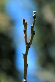 Knotty Thick Stem; No Terminal Bud - Flashcard