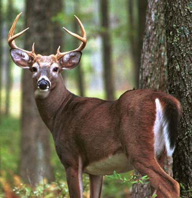 Deer - Flashcard